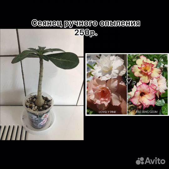 Адениум сеянцы и прививки