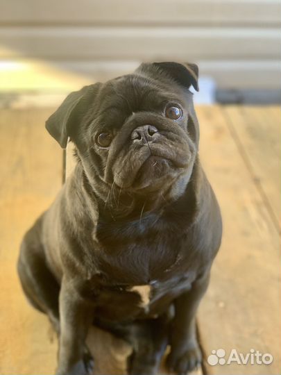 Ищем мальчика мопса для вязки