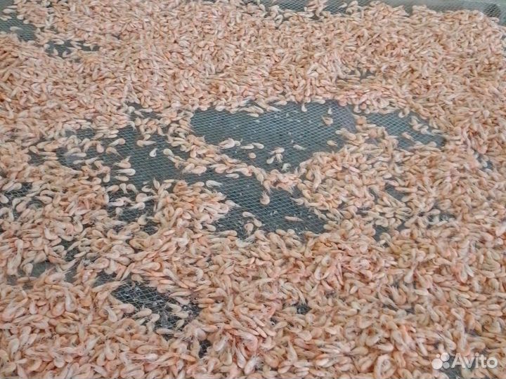 Креветка вареная крупная 3-5 см сухой заморозки