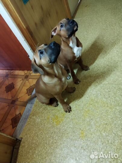 Щенки питбуля