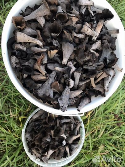 Грибы черные лисички