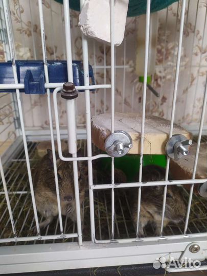 Клетка для грызунов большая