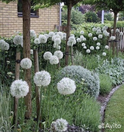 Лук Аллиум декоративный Маунт Эверест