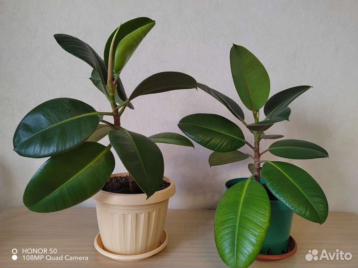 Фикус каучуконосный