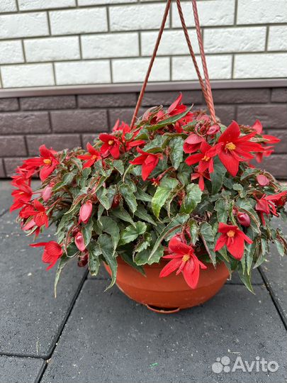 Бегония беллекония