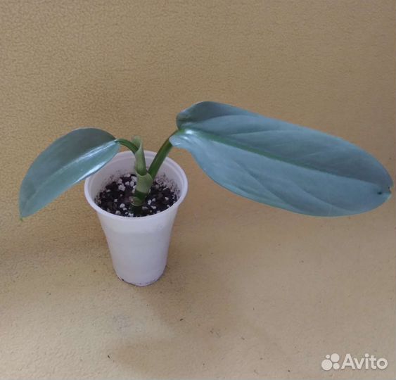 Ароидные растения