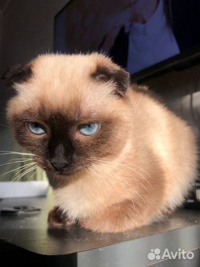 Отдам кошку