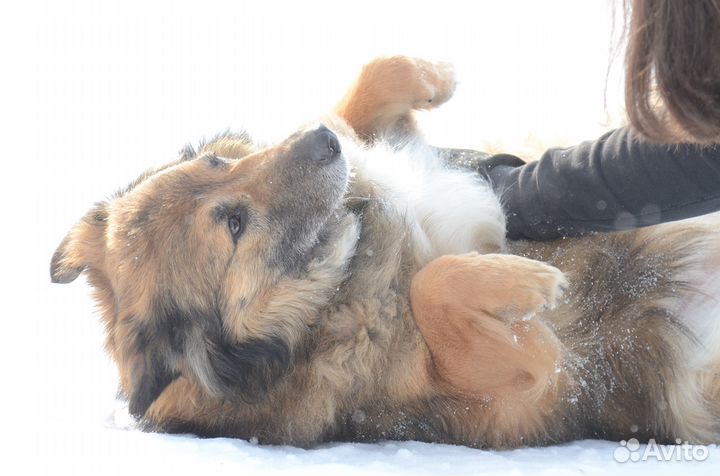 Очаровательный небольшой пес Мишка ищет дом