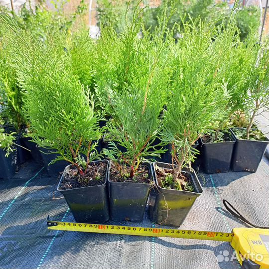 Туя Смарагд