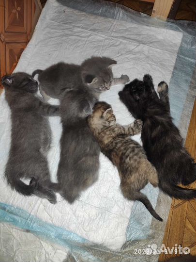 Кошка бесплатно