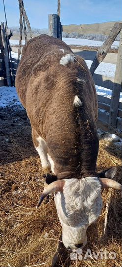 Продам бычков с откорма