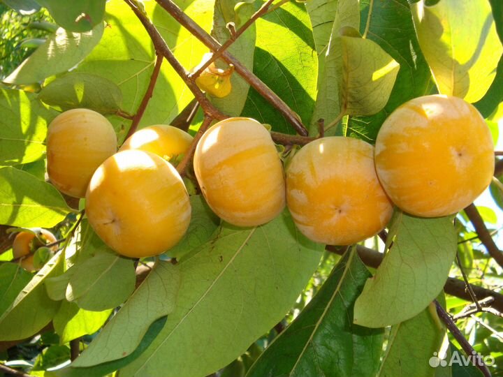 Саженцы плодовые, декоративные, кустарники