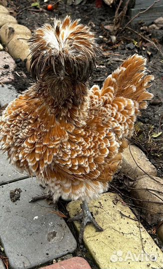 Куры Падуаны