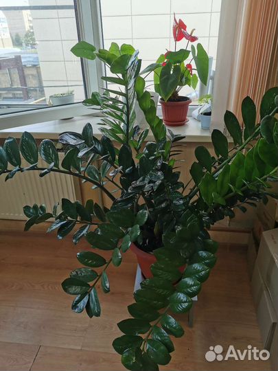 Замиокулькас