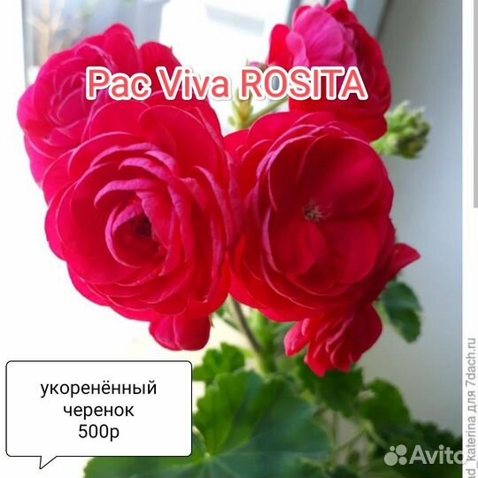 Пеларгония герань сортовая