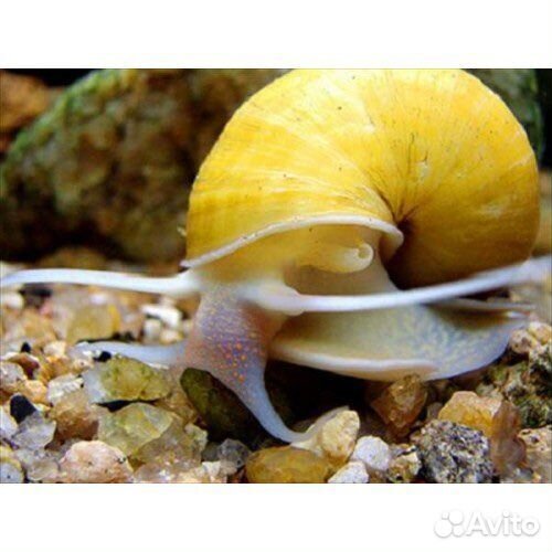 Улитки ампулярии