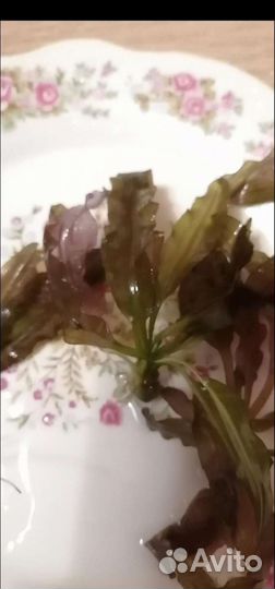 Растения для аквариума
