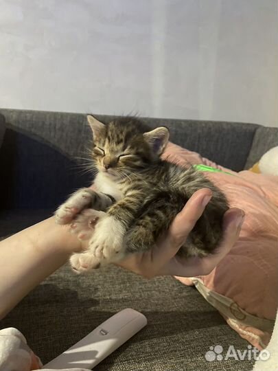 Кошка в дар бесплатно