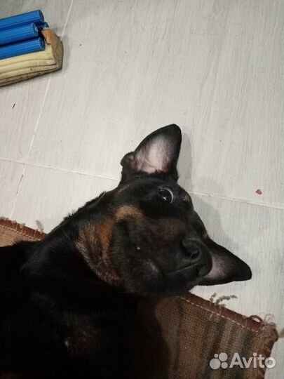 Ягдтерьер Вязка