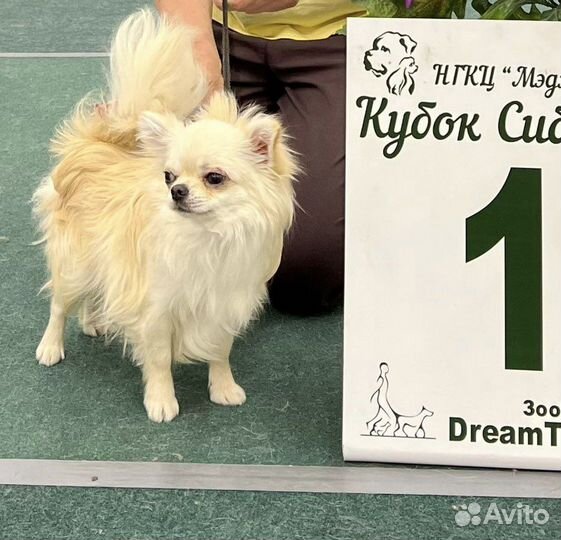 Кобель чихуахуа для вязки