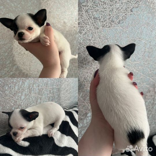 Щенки чихуахуа мини