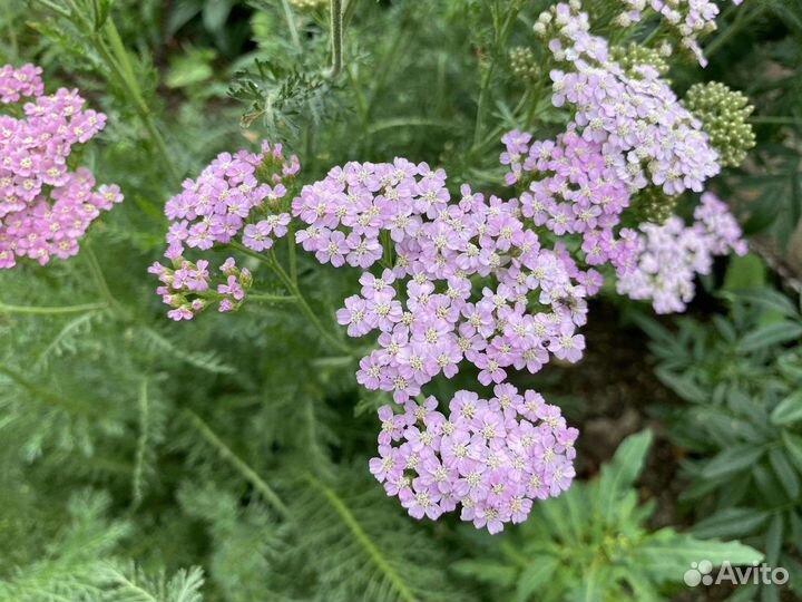 Астильба / Тысячелистник декоративный / Вероника