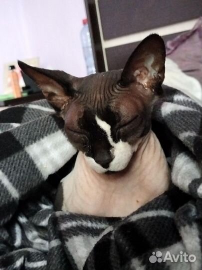 Канадский сфинкс