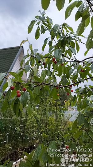 Саженцы черешни с дегустацией