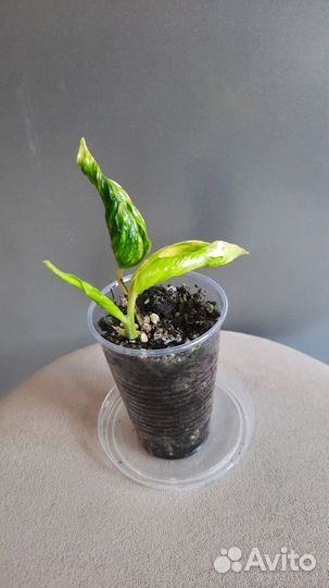 Сингониум ред спот триколор и др