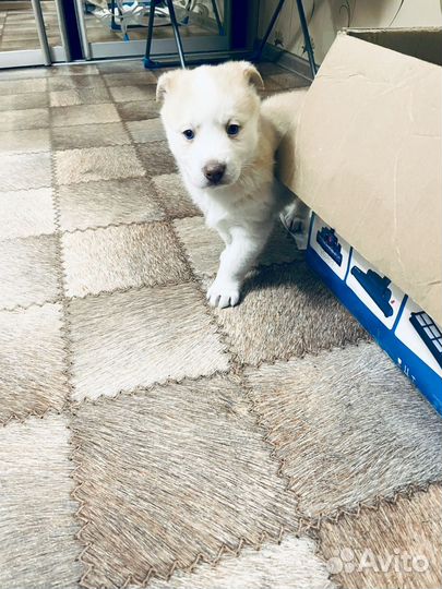 Отдам в хорошие и добрые руки