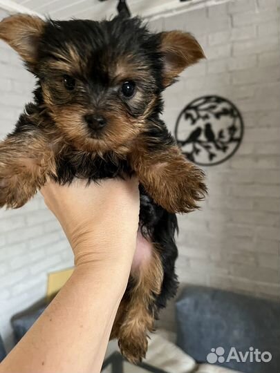 Йоркширский терьер щенки