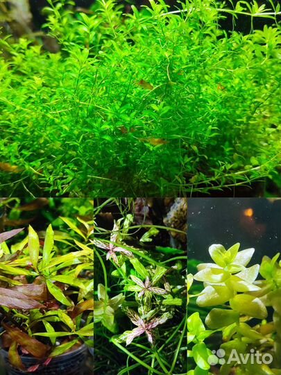 Аквариумные растения