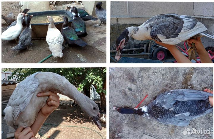 Индоутки разных окрасов: голубые, жемчужные и др