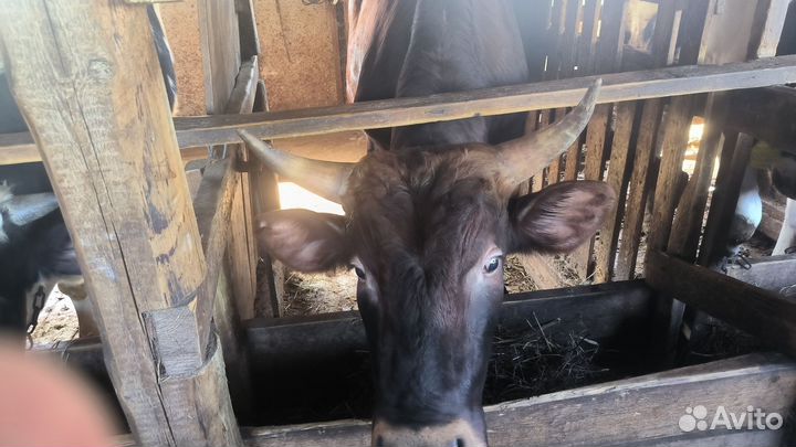 Быки на племя