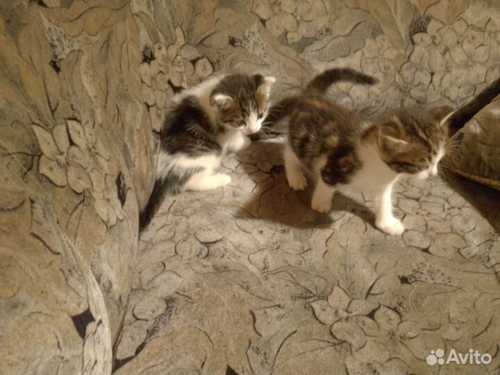 Отдам бесплатно