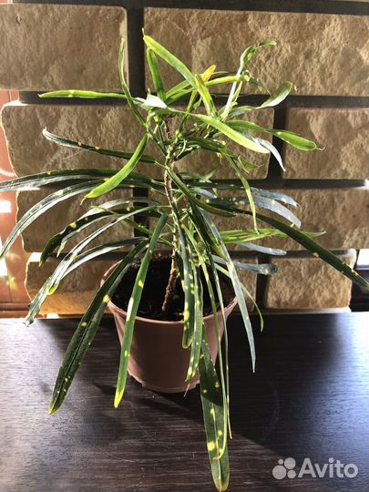 Комнатные растения