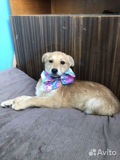 Отдам щеночка девочку