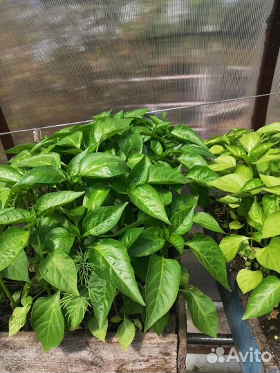 Рассада помидор, перца, огуцов, капусты поздней