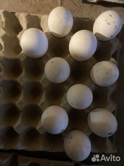 Гусиные инкубационные яйца
