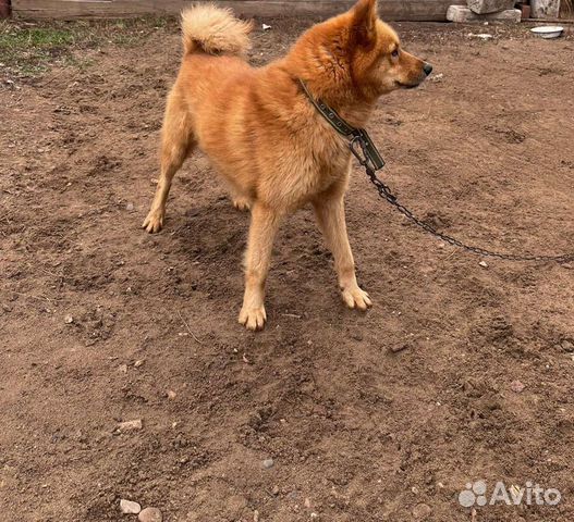 Карело финская лайка купить в Култаево | Животные и зоотовары | Авито