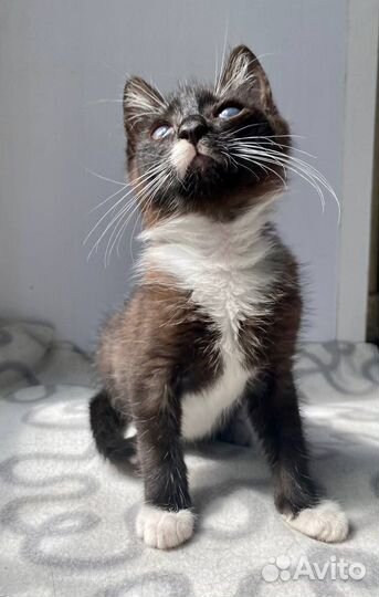 Симпатюля Луша в добрые руки