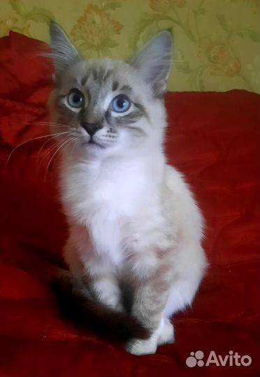 Кот в добрые руки