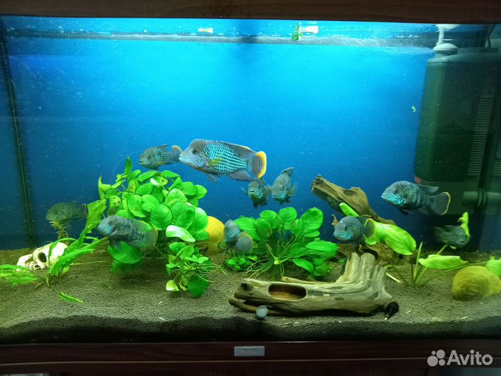 Аквариумные рыбы