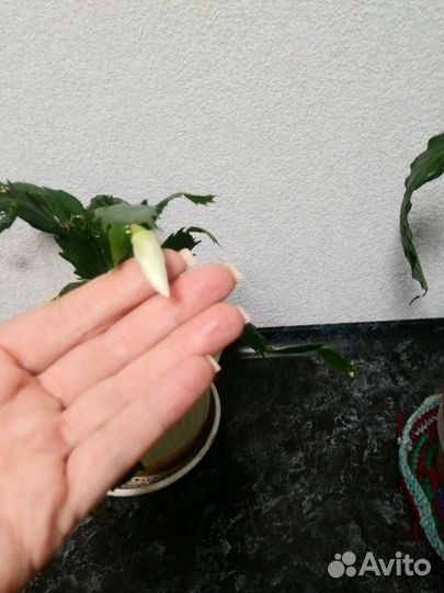 Декабрист белый