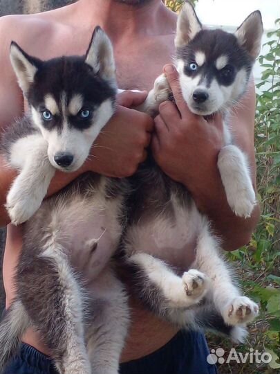 Щенки хаски