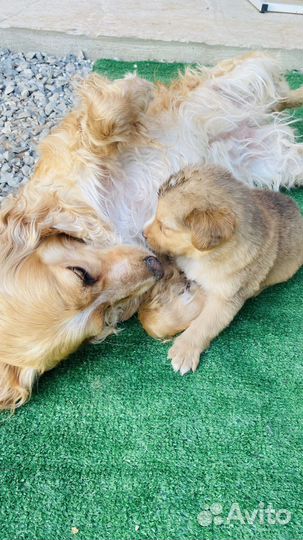 Собака в добрые руки отдам бесплатно