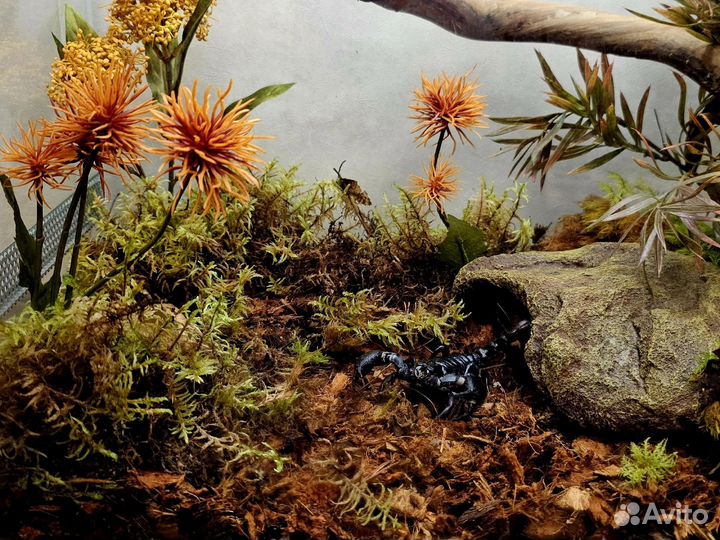 Террариум с крупным скорпионом