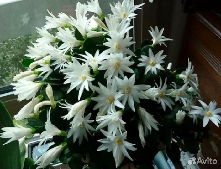 Декабрист Рипсалидопсис зацветает