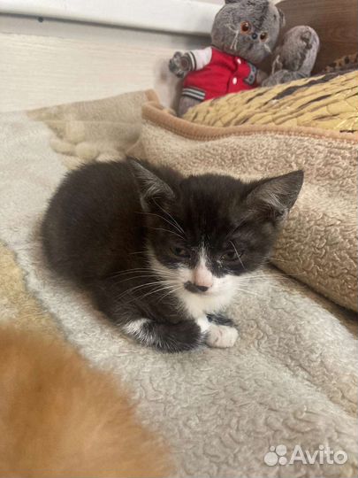 Кошка и котята