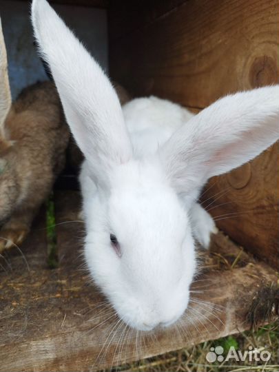 Кролики мясных пород